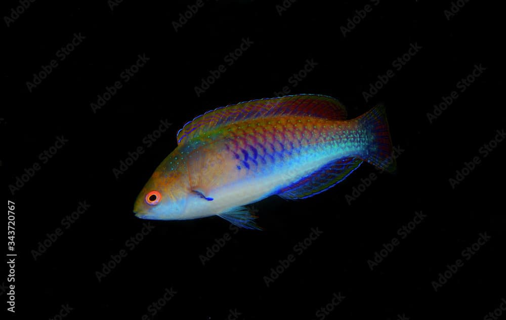 The Bluesided wrasse