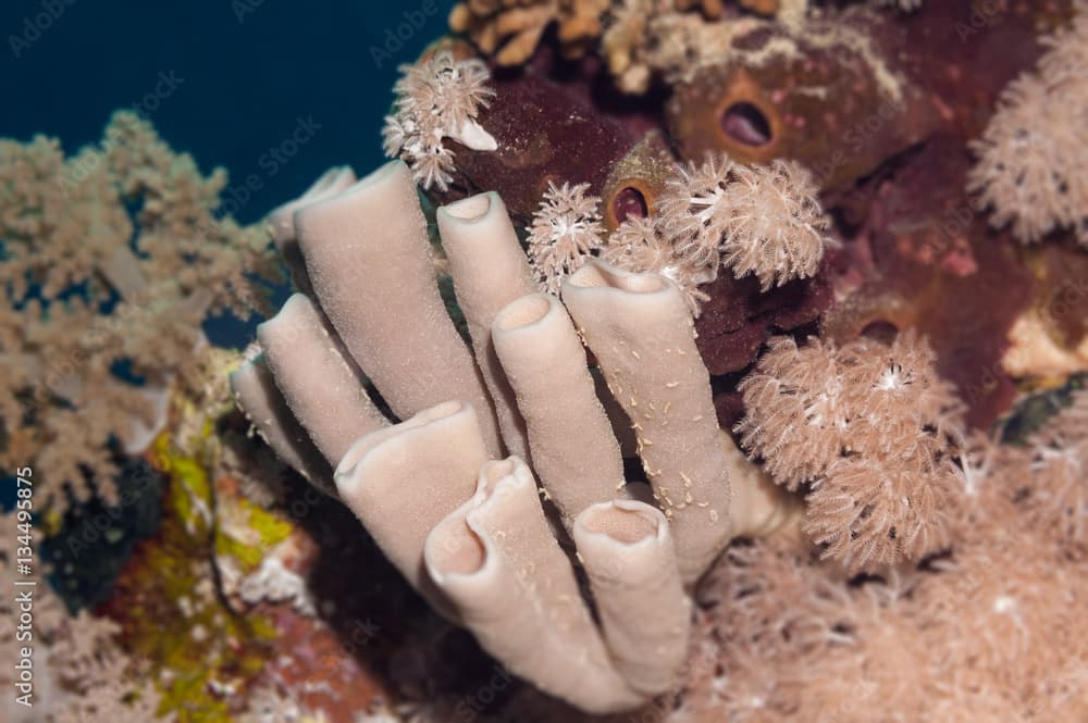 Live sponge underwater