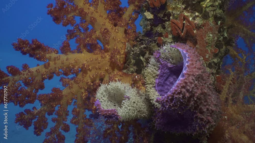 Close-up of large Tube sponge (Haliclona fascigera) and Bright colorful Soft Coral Dendronephthya on support pier, Red sea, Safaga, Egypt