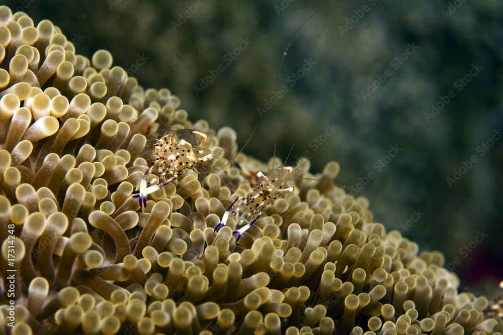 Anemone shrimp (thor amboinensis)