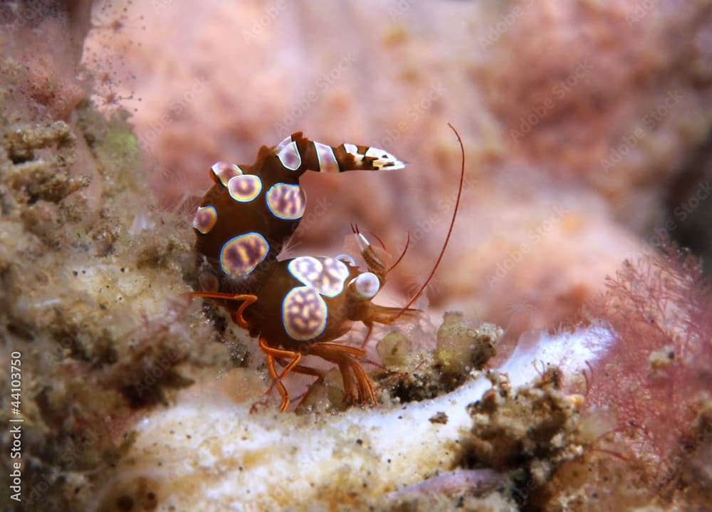 Squat Shrimp (Thor Amboinensis), Lembeh Strait, Indonesia