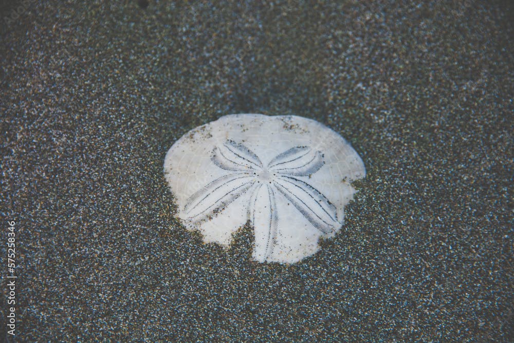 A Sand Dollar (Clypeaster subdepressus) on the beach
