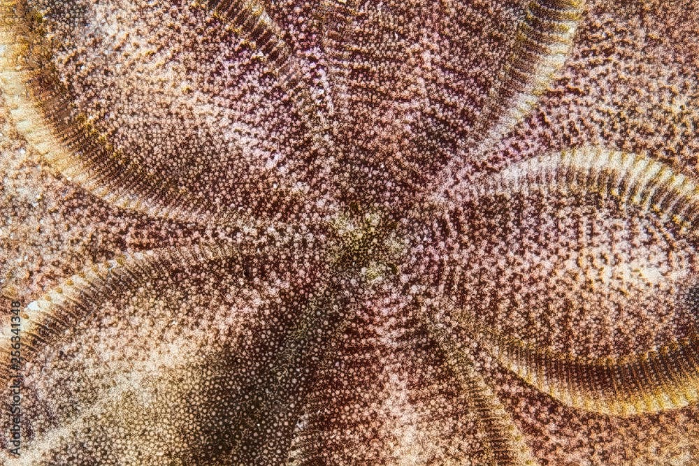 Sea Urchin a.k.a. Sand Dollar (Clypeaster subdepressus) on a reef in Bonaire