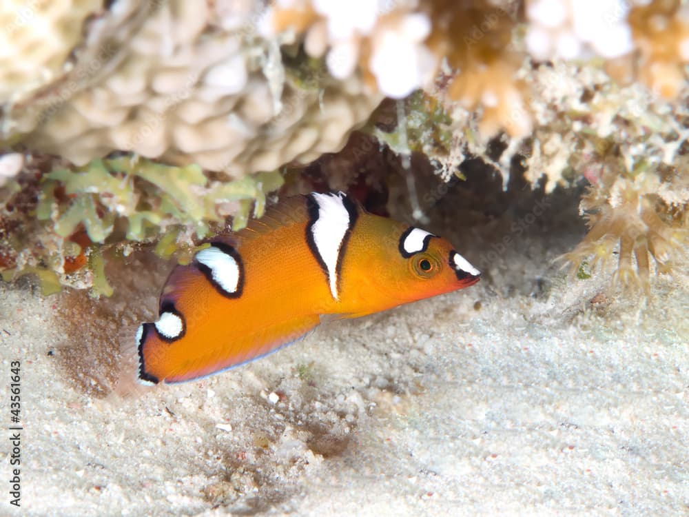 Tropical reef fish African Coris