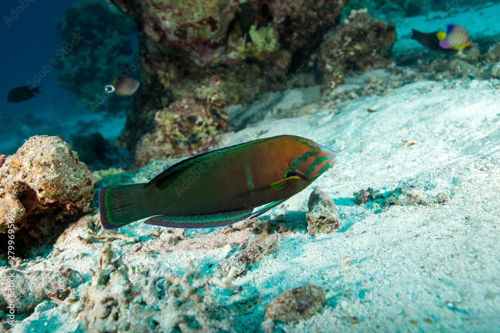 Coris cuvieri, African coris, African wrasse, False clownwrasse