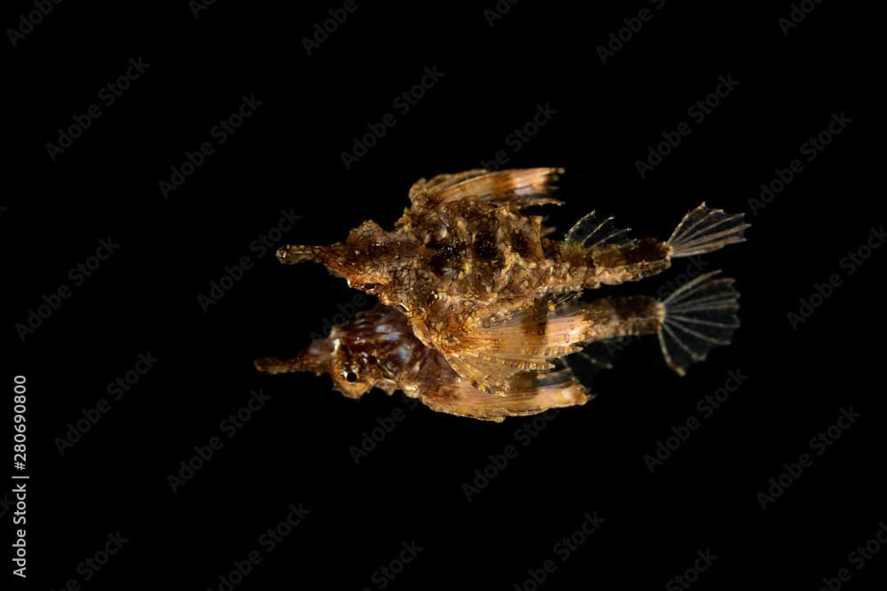 Little dragonfish or short dragonfish on a mirror, Eurypegasus draconis, is a species of marine fish in the family Pegasidae