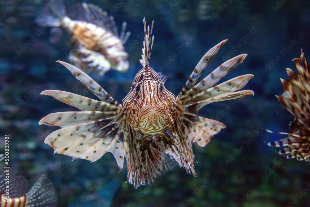 Beautiful lion fish hovering in mid water hunting for small prey in blue water