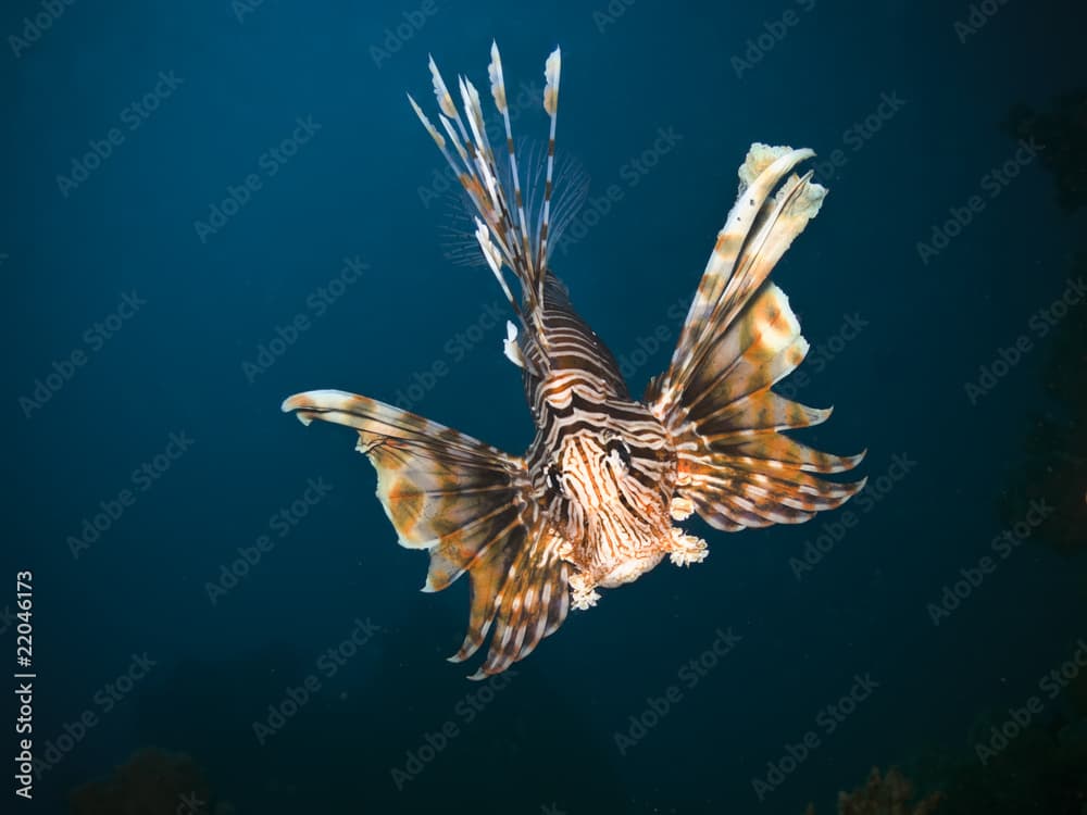 Lionfish closeup picture