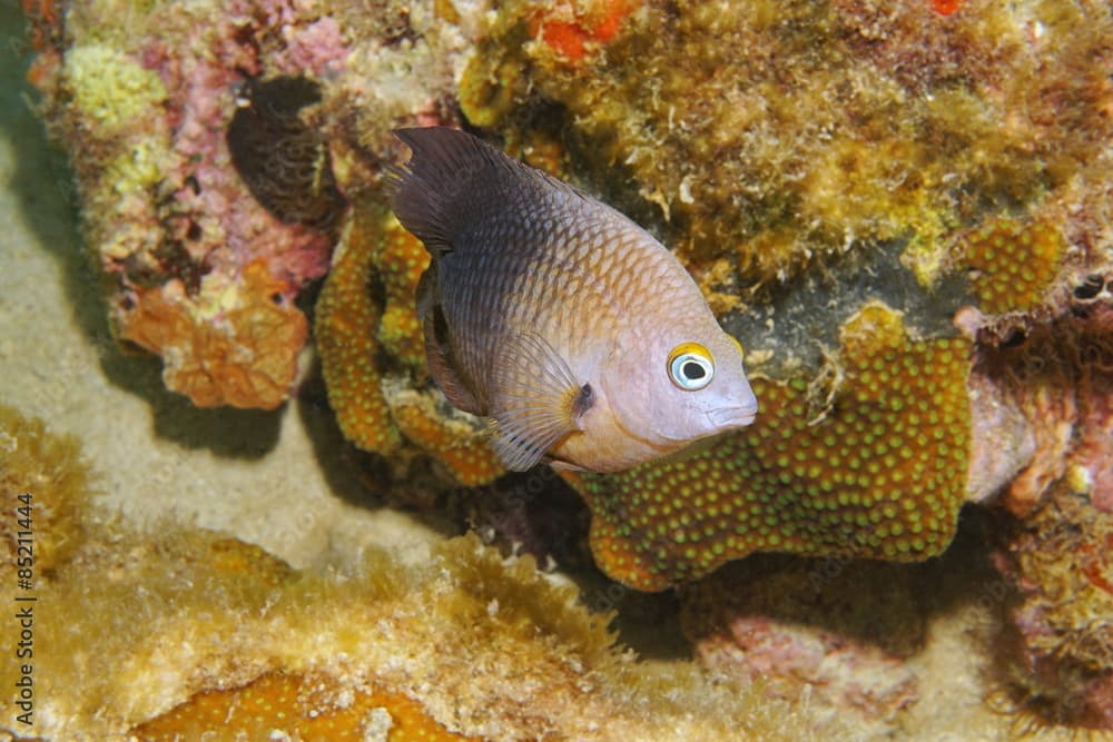 Fish Threespot damselfish Stegastes planifrons