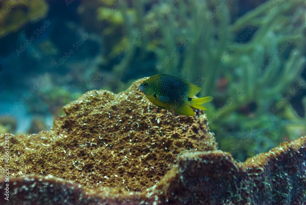 Mature Threespot Damselfish stegastes planifrons hovering over coral