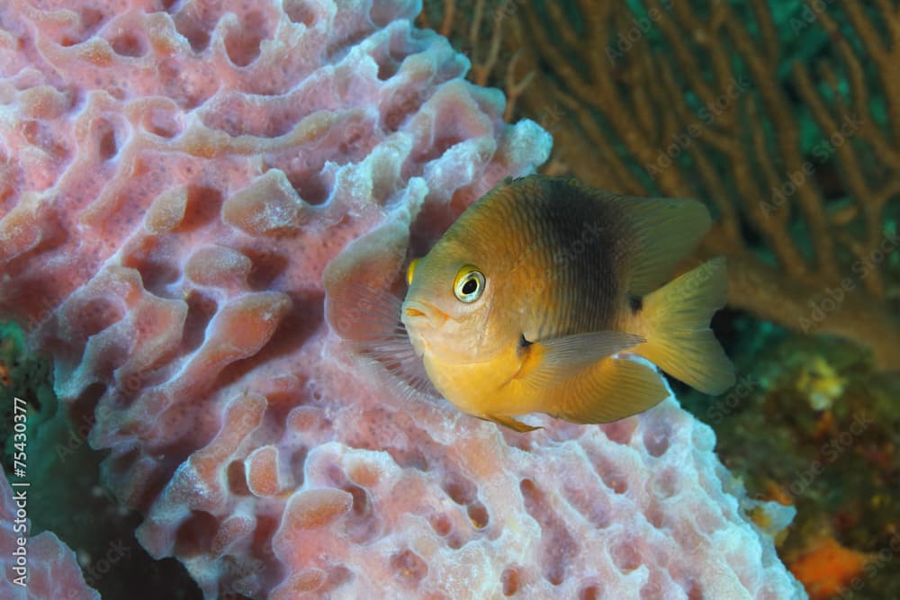 Threespot Damselfish and Sponge