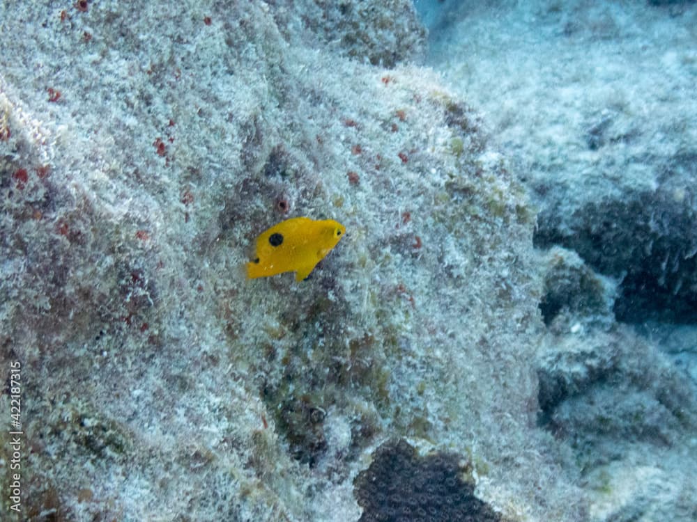 Threespot Damselfish