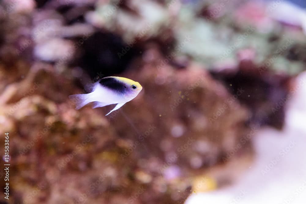 Fiji Yellow Head damsel Chrysiptera rollandi on a coral reef.