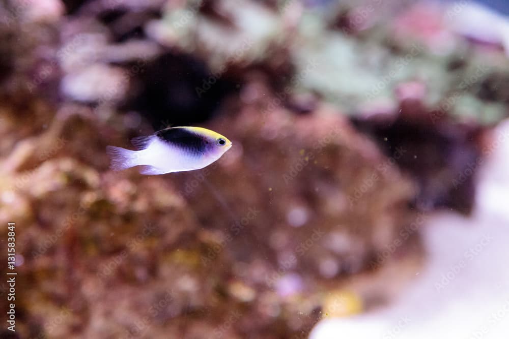 Fiji Yellow Head damsel Chrysiptera rollandi on a coral reef.