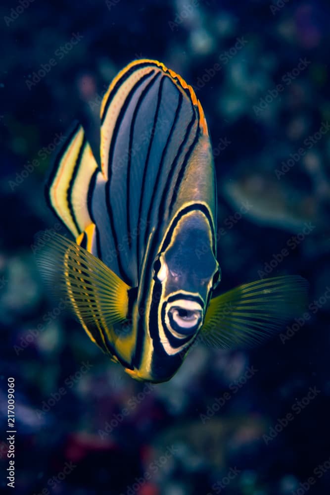 Meyer Butterflyfish Chaetodon meyeri