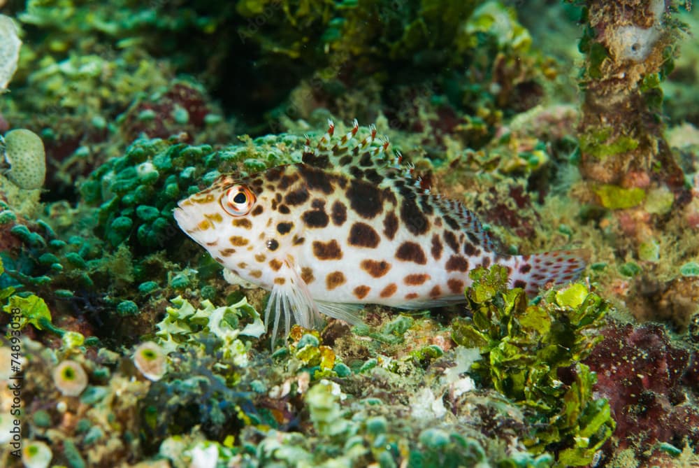 Pixy hawkfish in Ambon, Maluku, Indonesia underwater