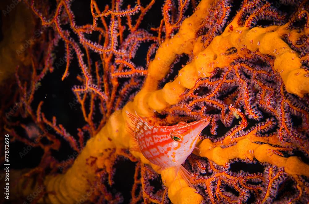 Longnose hawkfish Bunaken underwater Oxycirrhites typus