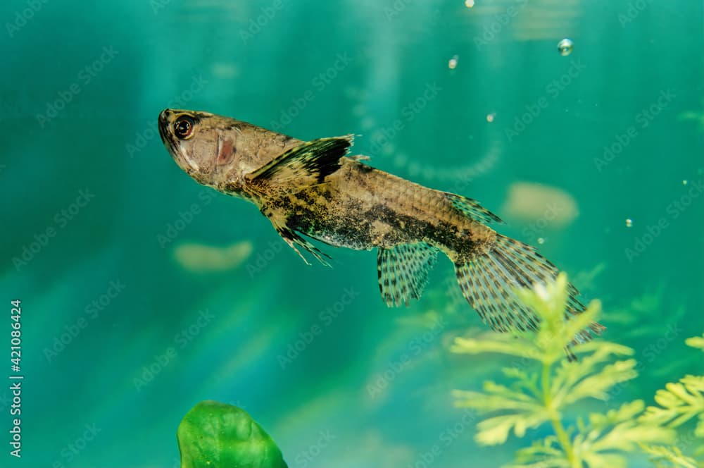 Freshwater butterflyfish