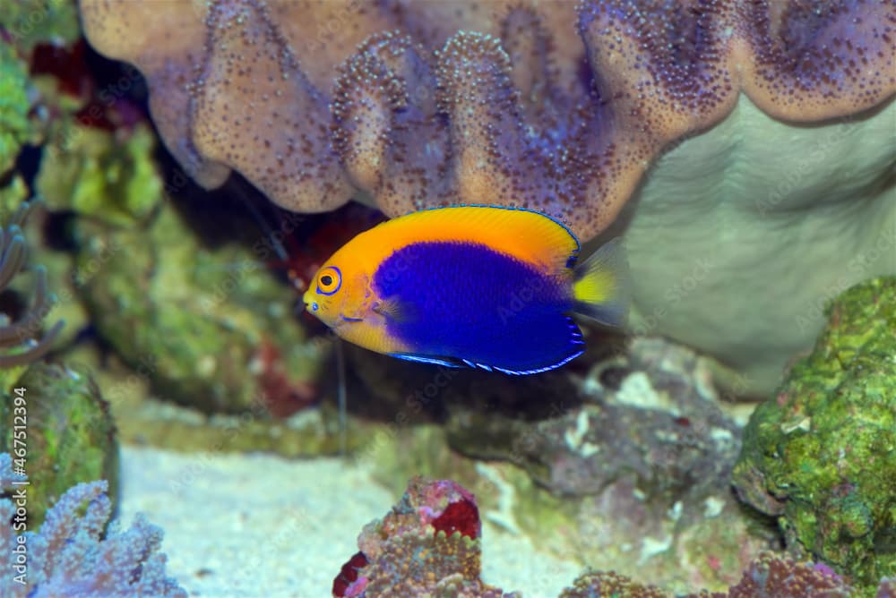 African Flameback Pygmy Angelfish, Centropyge acanthops, a tropical saltwater fish