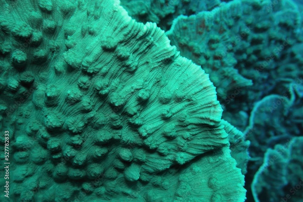Organic texture of the Elephant Ear coral. Abstract green background .