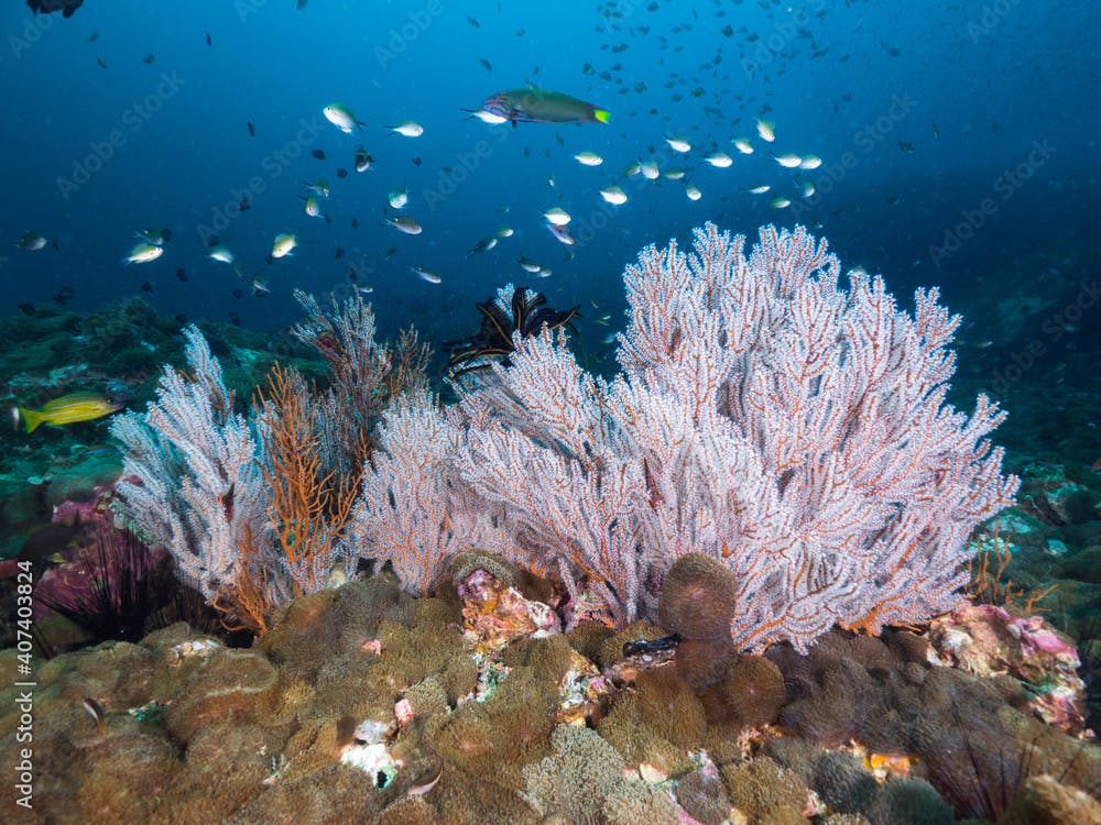 Gorgonian corals fully opening polyps, and Disc anemones (Black Rock, Mergui archipelago, Myanmar)