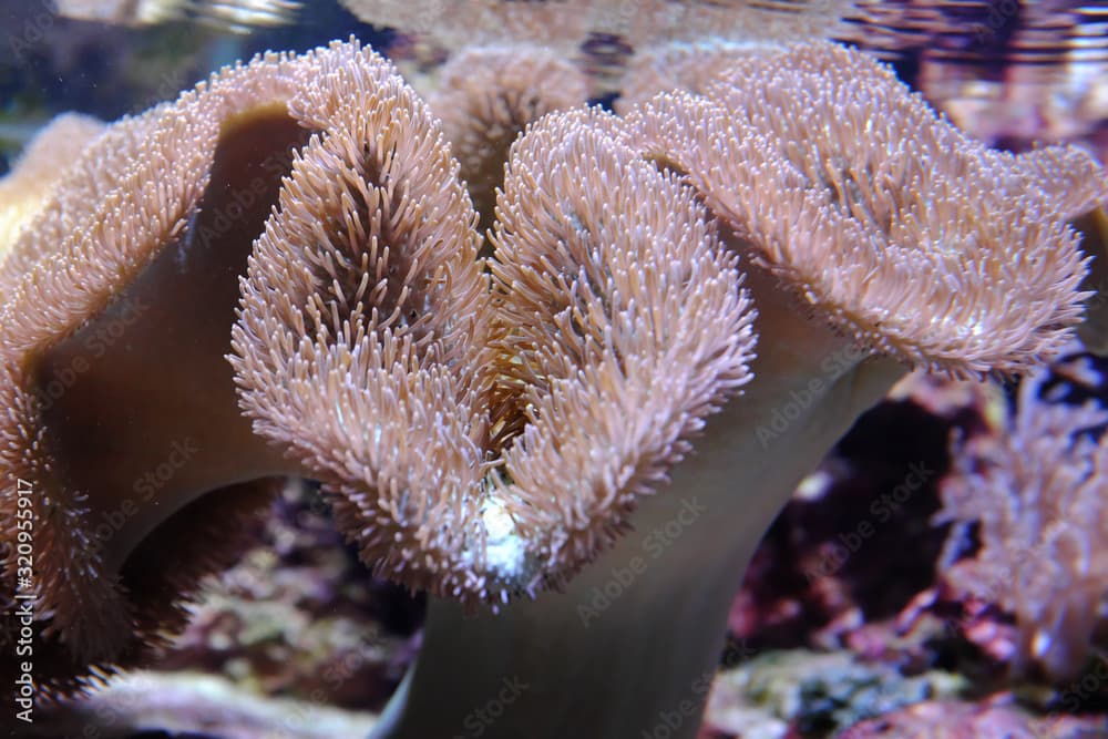 Anthozoa, (Sarcophyton ehrenbergi)