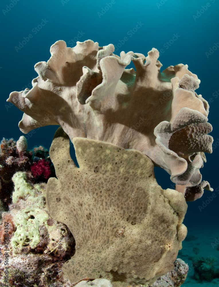 Giant Frogfish under Leather coral