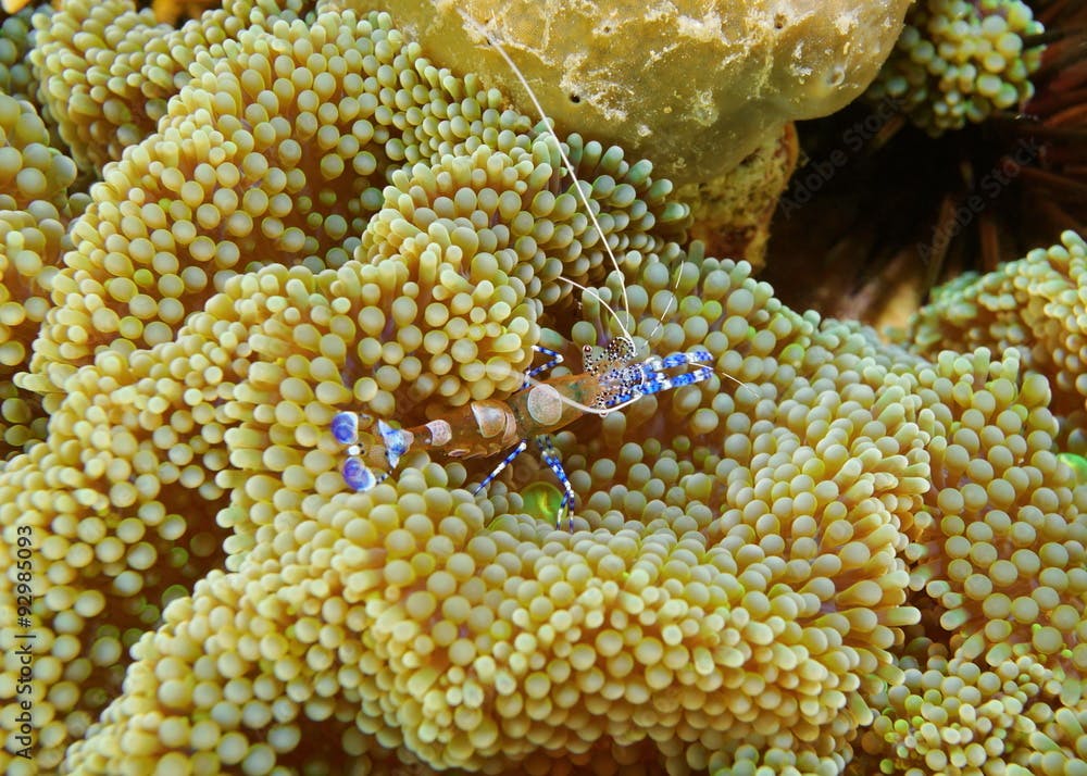 A spotted cleaner shrimp Periclimenes yucatanicus