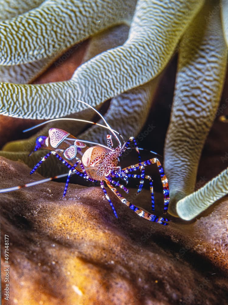  spotted cleaner shrimp, Periclimenes yucatanicus