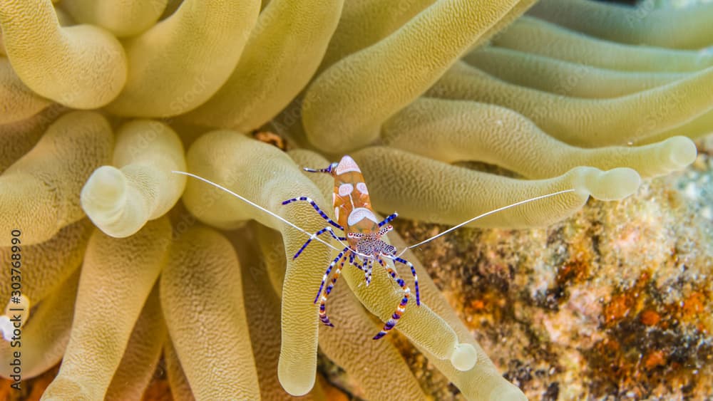 Close up of Spotted Cleaner Shrimp in coral reef of the Caribbean Sea around Curacao