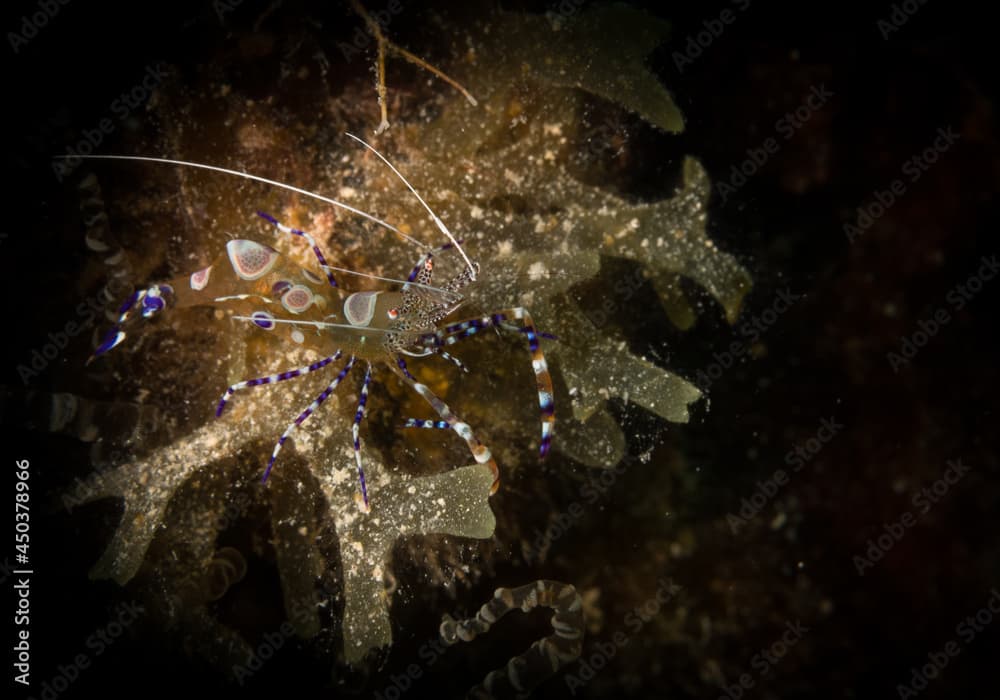 Spotted cleaner shrimp (Periclimenes yucatanicus) on the reef off the Dutch Caribbean island of Sint Maarten