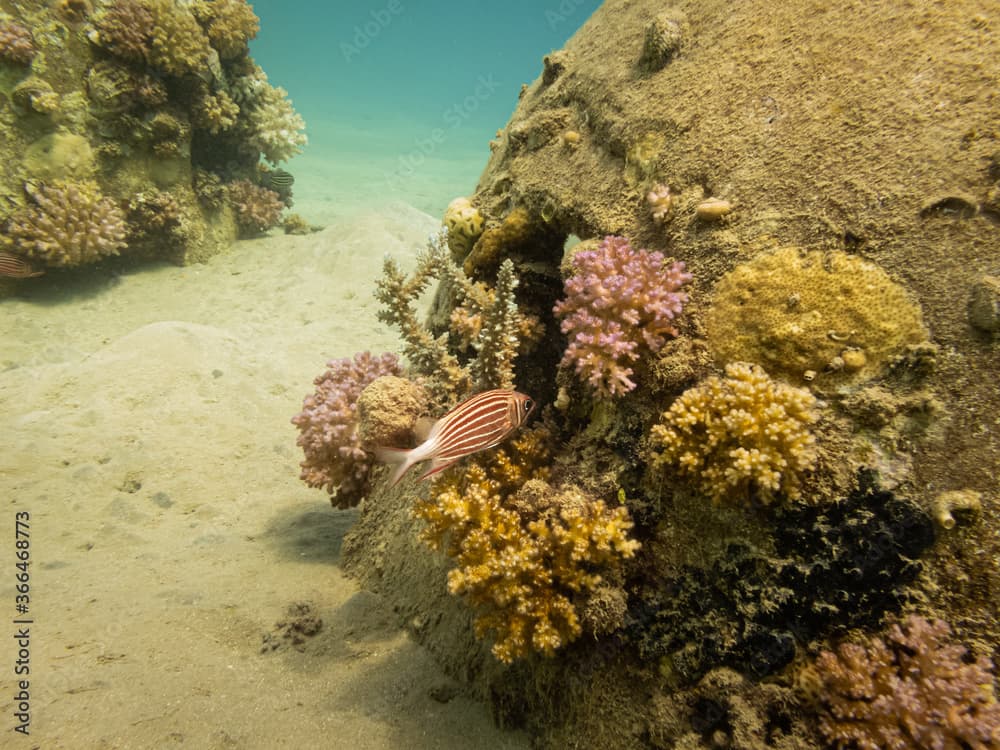 A red and white striped squirrelfish, Sargocentron xantherythrum at a beautiful Red Sea coral reef near Hurghada, Egypt