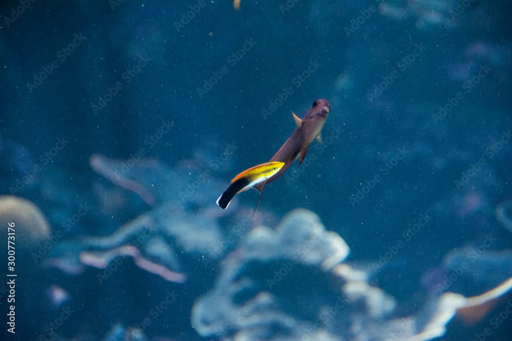 Under water photo, Cleaner fish is working on other fish, symbiotic relationship, Blackspot Cleaner Wrasse in coral reefs, Tropical ocean, Palau, Pacific