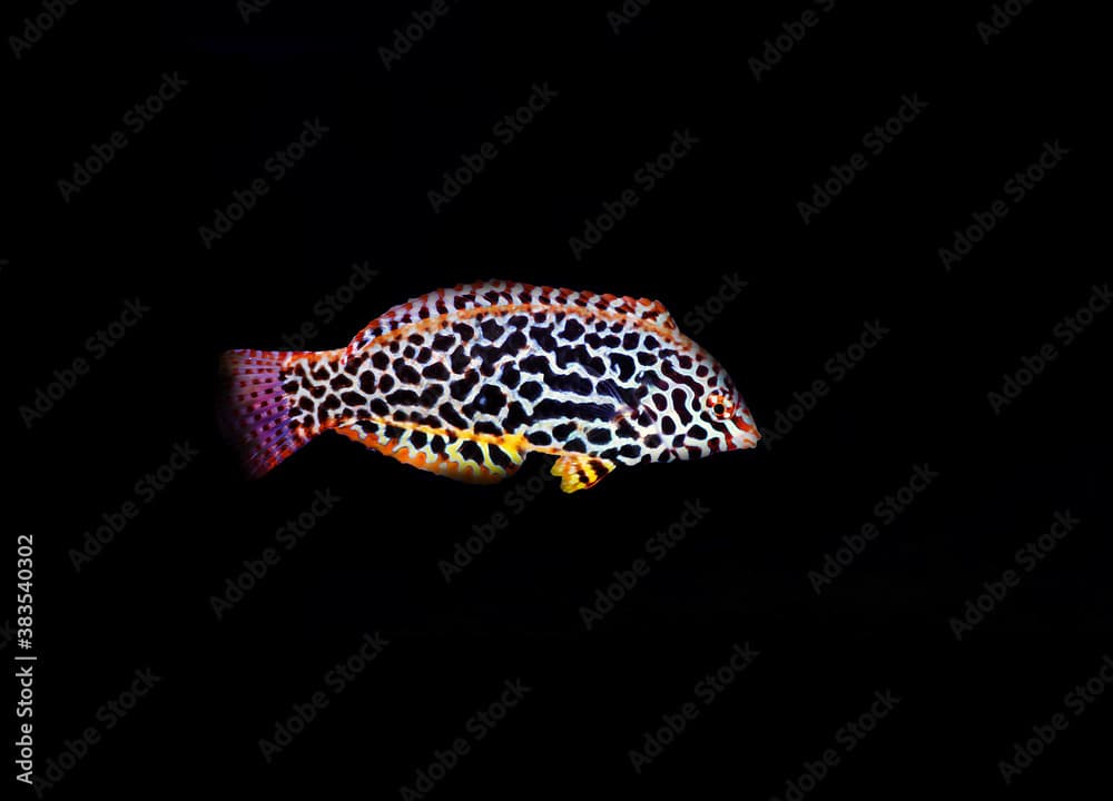 Eastern black-spotted wrasse - Macropharyngodon meleagris