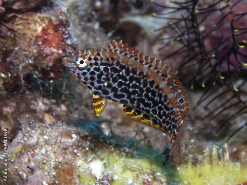 Blackspotted wrasse