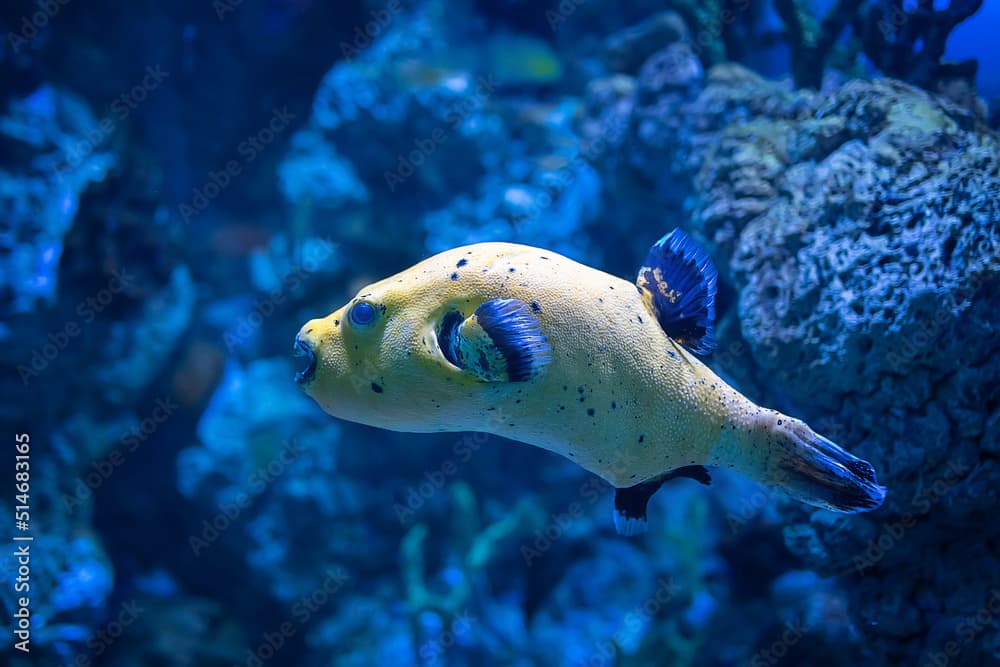 Yellow Blackspotted Puffer and Cleaner Wrasses, Arothron nigropunctatus, Labroides dimidiatus. Swimming in marine aquarium. Arothron meleagris is marine fish in Family Tetraodontidae.