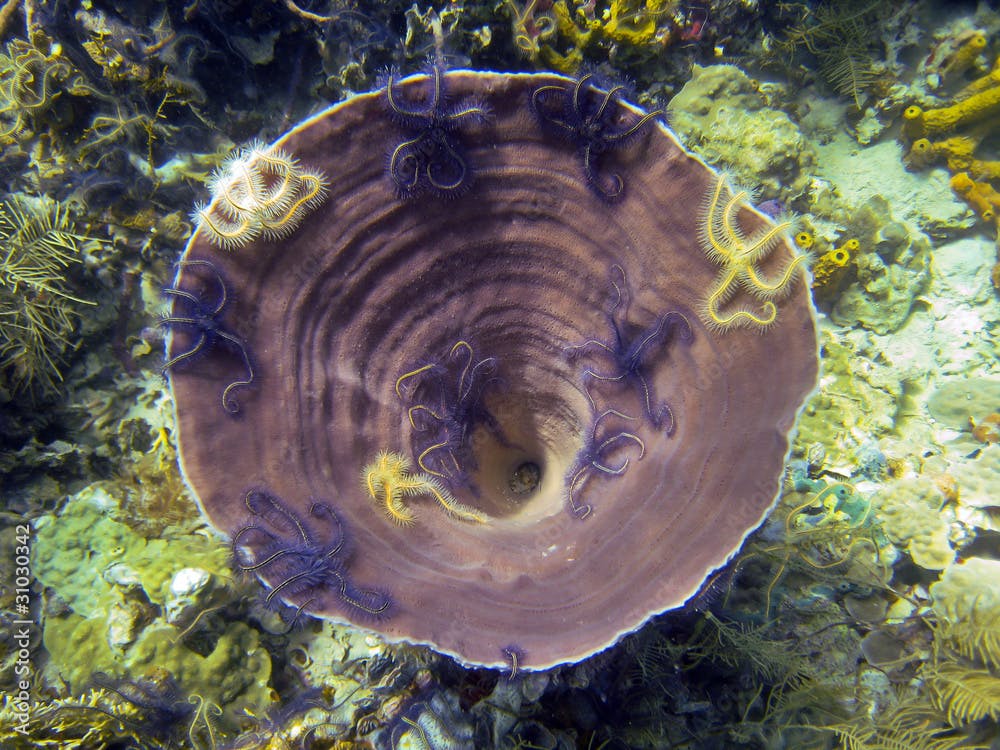 Brown bowl Sponge, Cribrochalina vasculum, with sponge brittle star inside it, Caribbean sea