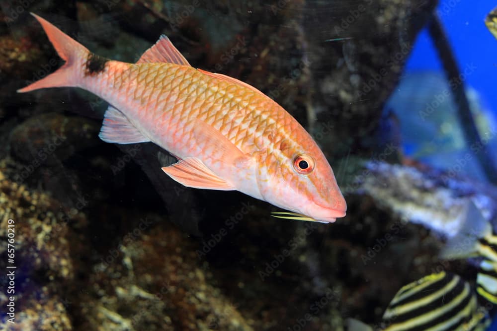 Whitesaddle goatfish (Parupeneus ciliatus) in Japan