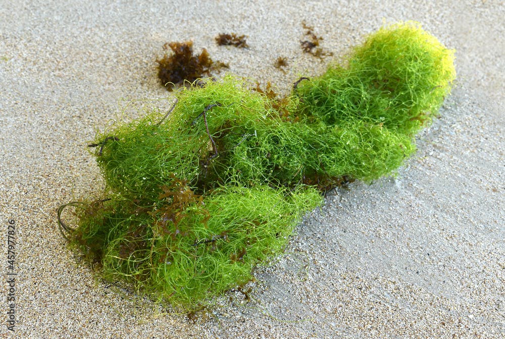 A species of algae, the Latin name Chaetomorpha, a beautiful green structure composed of fine fibers laid on sand