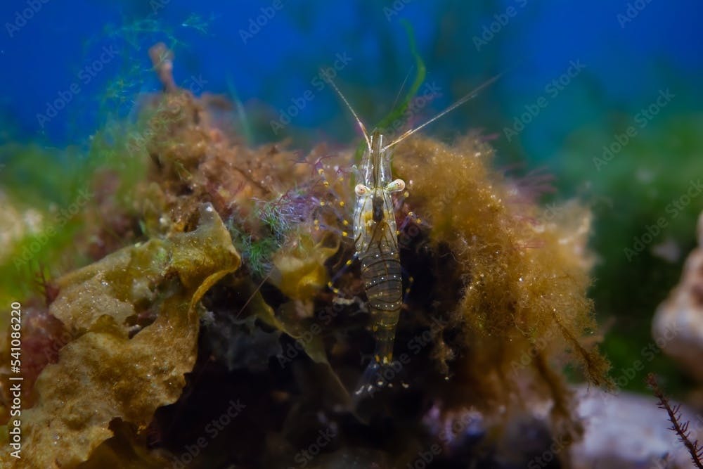 active saltwater adult rockpool shrimp search for food in green and brown algae, Black Sea marine biotope aquarium, blue LED light, invasive alien species for experienced aquarist, vulnerable nature