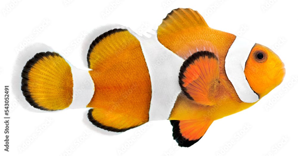 Clown fish (Amphiprion ocellaris). PNG masked background.
