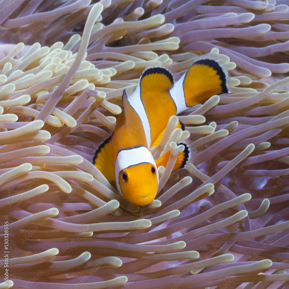 Western clown anemonefish (Amphiprion ocellaris) and sea anemone (Heteractis magnifica), Southern Thailand, Andaman Sea