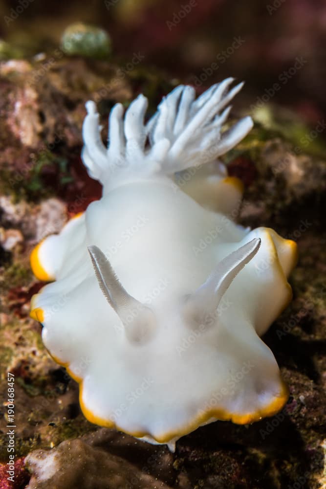 Ardeadoris Nudibranch