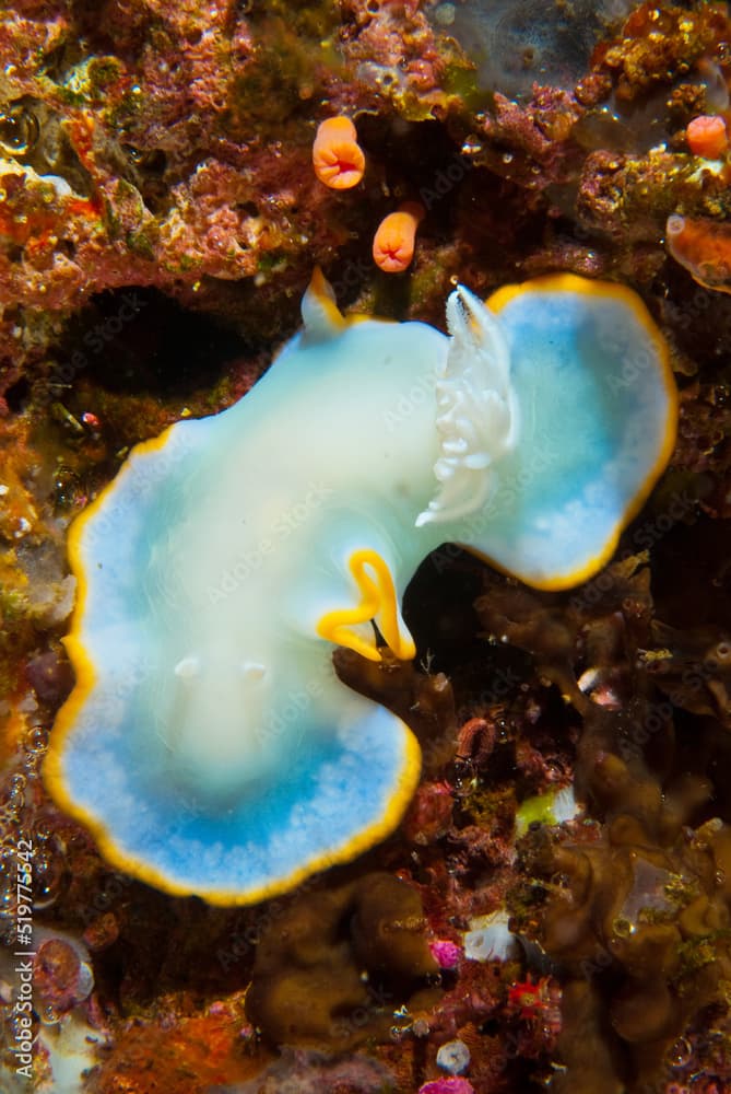 Nudibranche Ardeadoris egretta, Philippines