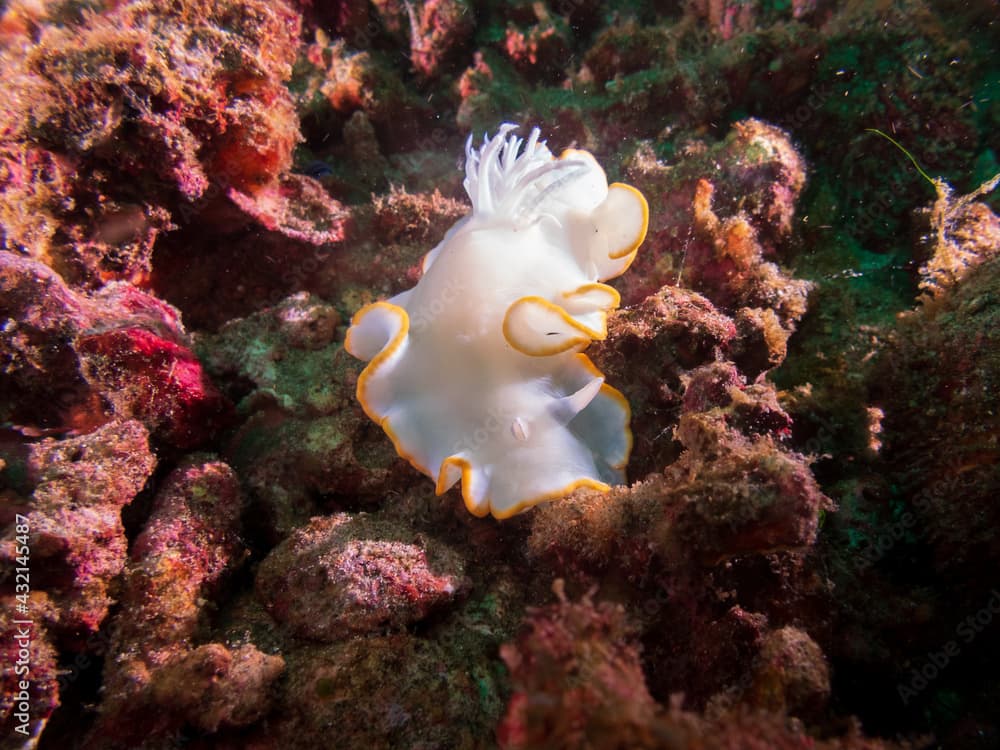 Heron ardeadoris (Ardeadoris egretta) a dorid nudibranch, a sea slug in coral reef near Anilao, Philippines.  Underwater photography and travel.