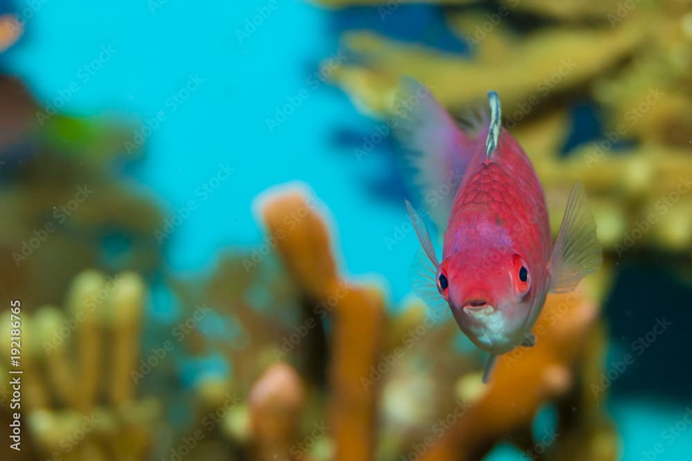 Yellow Fin Fairy Wrasse (Cirrhilabrus flavidorsalis)