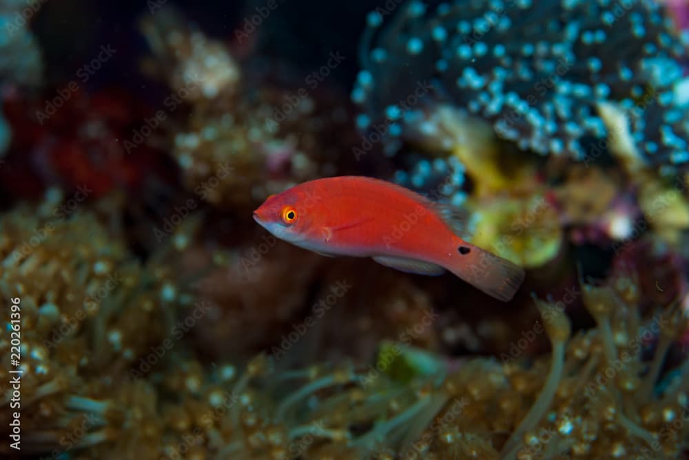 Yellow-fin fairy wrasse Cirrhilabrus flavidorsalis Female