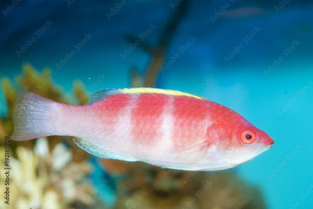 Yellow Fin Fairy Wrasse (Cirrhilabrus flavidorsalis)