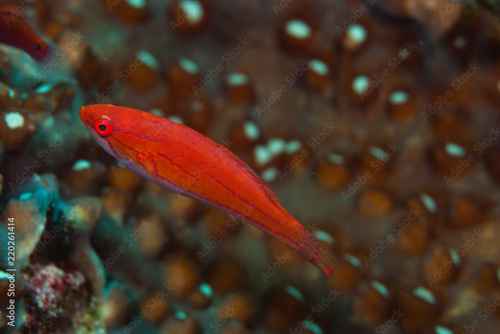 Yellow-fin fairy wrasse Cirrhilabrus flavidorsalis Female