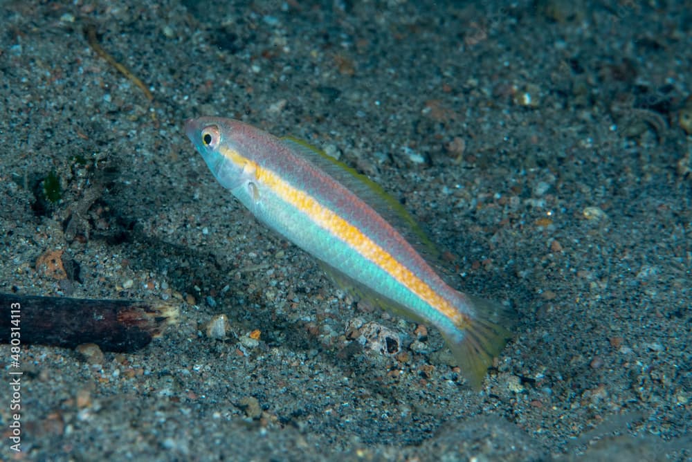 Orangeline Wrasse Halichoeres hartzfeldii